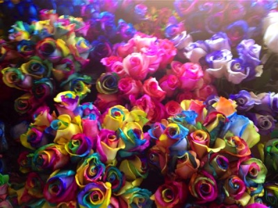 Էկվադորական հայտնի «Rainbow» վարդն արդեն Հայաստանում է. ԼՈՒՍԱՆԿԱՐՆԵՐ