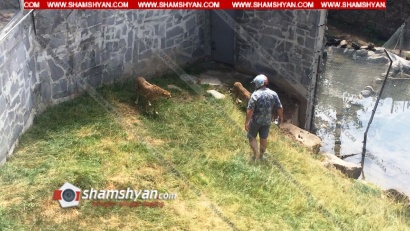 Ձորաղբյուրում գտնվող «Ջամբո»-ի սեփականատերը, ի վերջո, կարողացավ ընձառյուծներից «վազվռատ անել» 3800 ԱՄՆ դոլարը. ՖՈՏՈՌԵՊՈՐՏԱԺ, ՏԵՍԱՆՅՈՒԹ
