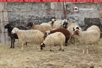 Երևանցի 45-ամյա տիկինը Վայոց Ձորի մարզի մի ամբողջ գյուղի խաբել է՝ տանելով նրանց գառներն ու եղջերավոր անասունները