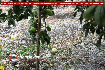 Գեղարքունիքի մարզի Դդմաշեն գյուղում կարկուտն ավերել է տանիքներ ու մրգատու ծառեր. գյուղացիների հույսը կառավարությունն է. ՖՈՏՈՌԵՊՈՐՏԱԺ, ՏԵՍԱՆՅՈՒԹ