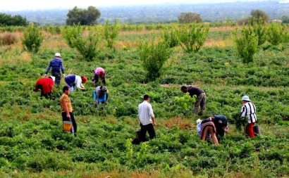 Կարտոֆիլի, ցորենի և գարու ցանքատարածությունները նվազել են 58 հազար 900 հեկտարով. «Ժողովուրդ»