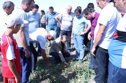 Արարատ Միրզոյան. Արմավիրի մարզում կարկուտի հասցրած վնասի գնահատման աշխատանքները կսկսվեն վաղը. ՖՈՏՈՇԱՐՔ