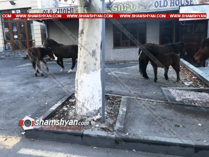 Ահազանգ է ստացվել, որ Երևանում՝ Լենինգրադյան փողոցում, ձիերի երամակ է հայտնվել. ժամանել են մեծ թվով փրկարարներ ու ոստիկաններ. ՖՈՏՈՌԵՊՈՐՏԱԺ