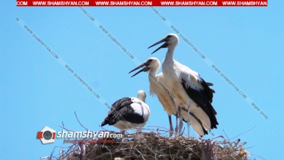 ՕՐՎԱ ԿԱԴՐ. Արարատի մարզի Արմաշ գյուղում ամեն տան մոտ գտնվող էլեկտրասյան վրա կհանդիպես հաշտ ու համերաշխ ապրող արագիլների. ՖՈՏՈՌԵՊՈՐՏԱԺ, ՏԵՍԱՆՅՈՒԹ.