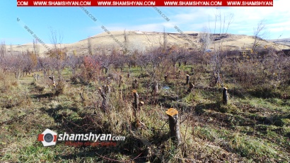 Պտղատու ծառերի համատարած սպանդ՝ Կոտայքի մարզում. արմատախիլ ու հիմքից կտրած ծառերի թիվն անցնում է 300-ը. ՖՈՏՈՌԵՊՈՐՏԱԺ, ՏԵՍԱՆՅՈՒԹ