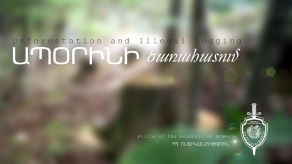 Ոստիկանները ապօրինի ծառահատում կատարած վարորդին, մեքենայով հանդերձ, ներկայացրել են բաժին