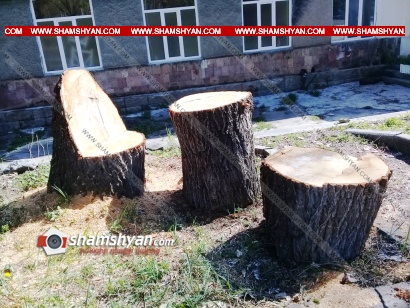 Վանաձորի առողջարանի տարածքում հաստաբուն ծառեր են հատվել. Տնօրենը վստահեցնում է՝ ծառերը հիվանդ ու վտանգավոր են եղել. ՖՈՏՈՌԵՊՈՐՏԱԺ, ՏԵՍԱՆՅՈՒԹ