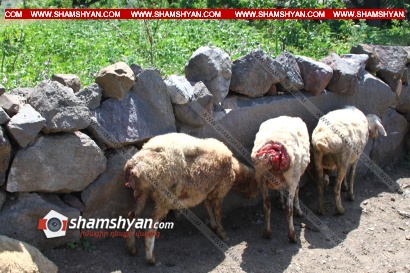 Արտակարգ դեպք Լոռու մարզում. Աքորի գյուղում գայլերը մտել են 2 գյուղացու անասնագոմ և վնասել ու հոշոտել 25-ից ավելի ոչխարների. ՖՈՏՈՌԵՊՈՐՏԱԺ, ՏԵՍԱՆՅՈՒԹ