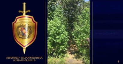 «Կանեփ-կակաչ-2019» համալիր օպերատիվ-կանխարգելիչ միջոցառումն Արարատի մարզում. ՏԵՍԱՆՅՈՒԹ