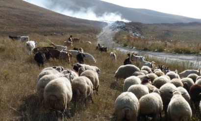 Ոչխարաբուծության և այծաբուծության զարգացման պետական աջակցության ծրագիրը հաստատվեց