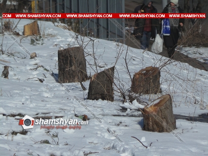 Հերթական վանդալիզմը բնության նկատմամբ. Երևանում քոքից կտրել են 35-ից ավելի հսկայական եղևնիներ. ուր են նայում պատկան մարմինները. ՖՈՏՈՌԵՊՈՐՏԱԺ , ՏԵՍԱՆՅՈՒԹ