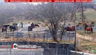 Բարձիթողի իրավիճակ՝ Տավուշի մարզում. Դիլիջանի ամենամեծ գերեզմանոցներից մեկում խոշոր եղջերավոր անասուններն ու ձիերն ուտում են շիրիմներին դրված ծաղկեպսակները. ՖՈՏՈՌԵՊՈՐՏԱԺ, ՏԵՍԱՆՅՈՒԹ