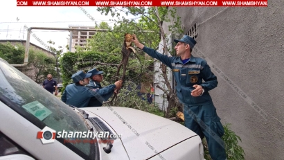 Երևանում ծառի մի հատված կոտրվել և ընկել է կայանված Mitsubishi-ի վրա. ժամանել են հրշեջ-փրկարարներն ու Արաբկիրի թաղապետարանի աշխատակիցները. ՖՈՏՈՌԵՊՈՐՏԱԺ, ՏԵՍԱՆՅՈՒԹ