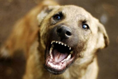 Արտակարգ դեպք՝ Արագածոտնի մարզում. թափառող շների հարձակման հետևանքով քաղաքացին հիվանդանոցում մահացել է 