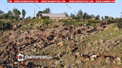 Ինչքան էլ որոշ մարդիկ չարախոսեն, Արագածոտնի մարզում անասնապահությունը զարգանում է. ՖՈՏՈՌԵՊՈՐՏԱԺ, ՏԵՍԱՆՅՈՒԹ