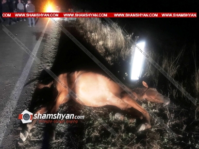 Ողբերգական դեպք՝ Սյունիքի մարզում. 62-ամյա վարորդը «06»-ով բախվել է ձիուն, ուղևորուհին տեղում մահացել է. ՖՈՏՈՌԵՊՈՐՏԱԺ