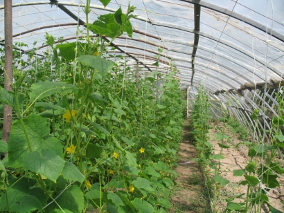 Կառավարությունն արտոնություն տվեց «Նակի» ընկերությանը՝ Արագածոտնում ջերմոցներ կառուցելու համար