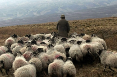 Ադրբեջանցիները հերքում են, թե ոչխար են առևանգել և հրաժարվում են վերադարձնել Տեղ համայնքի հովվի 350 ոչխարը