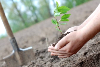 ԱՄՆ-ի գյուղատնտեսության նախարարությունը հայտարարել Է 10 տարում 1 մլրդ ծառ տնկելու պլանների մասին