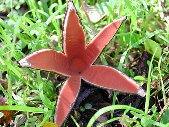 Ամենատարօրինակ սնկերը. ֆոտոշարք