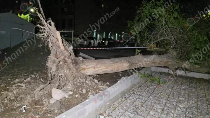 Արտակարգ դեպք՝ Երևանում. քամու հետևանքով հաստաբուն ծառը արմատից կոտրվել ու տապալվել է. օպերատիվ են գործել փրկարարներն ու պարեկները, իսկ Արաբկիրի թաղապետարանից ու Երևանի քաղաքապետարանից չժամանեցին դեպքի վայր. ՖՈՏՈՌԵՊՈՐՏԱԺ