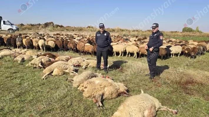 Արտակարգ դեպք՝ Արմավիրի մարզում. 10 հազար վոլտ էլեկտրալարի կտրման պատճառով 3 եղբայրներին պատկանող ոչխարներից 36-ը հոսանքահարվել ու սատկել են. ՖՈՏՈՌԵՊՈՐՏԱԺ, ՏԵՍԱՆՅՈՒԹ