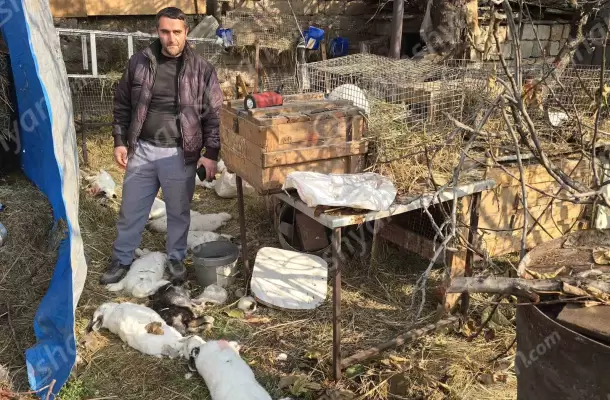 Արտակարգ դեպք՝ Երևանում. ըստ քաղաքացու՝ Վարդաշենում թափառող շները խեղդամահ են արել իրեն պատկանող 20 նապաստակներից 18-ին, որոնց մի մասը պետք է ծներ. ՖՈՏՈՌԵՊՈՐՏԱԺ, ՏԵՍԱՆՅՈՒԹ