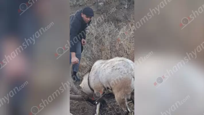 Արտառոց դեպք՝ Սյունիքի մարզում․կապանցի տղամարդը ընկերների հետ օգնության են հասել մետաղական ցանցի մեջ արգելափակված, Հայաստանի Կարմիր գրքում գրանցված Բեզուարյան այծին և փրկել ու ազատ են արձակել․ ՖՈՏՈՌԵՊՈՐՏԱԺ, ՏԵՍԱՆՅՈՒԹ