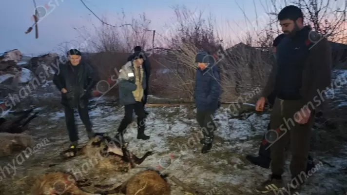 Արտակարգ դեպք՝ Արմավիրի մարզում․ Քարակերտում գյուղացուն պատկանող մոտ 60 գլուխ ոչխարները, որոնց մի մասը հղի էին, գայլը կամ գայլերը հոշոտել են․ արդյոք մարզպետարանը օգնության ձեռք կմեկնի՞․ ՖՈՏՈՌԵՊՈՐՏԱԺ, ՏԵՍԱՆՅՈւԹ