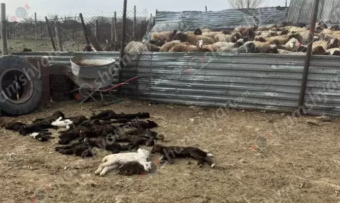 Արտակարգ իրավիճակ՝ Արմավիրի մարզում. Քարակերտում կասկածելի հիվանդության պատճառով մոտ 100 ոչխարներ ու գառներ են սատկել. լաբորատորիայից պատասխանել են՝ չգիտեն դեմը ոնց առնեն. գյուղացիները գյուղ են հրավիրում Էկոնոմիկայի նախարարին. ՖՈՏՈՌԵՊՈՐՏԱԺ, ՏԵՍԱՆՅՈւԹ