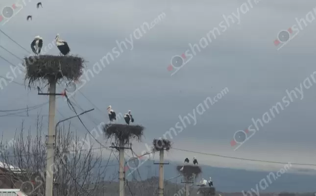 Վաղարշապատ խոշորացված համայնքի Շահումյան բնակավայրի խորհրդանիշ համարվող 30-ից ավելի արագիլների բները հայտնվել են վտանգի տակ. խնդիրը լուծելու համար ՀԷՑ-ը կարող է դիմել Ներքին գործերի նախարար Արփինե Սարգսյանին. ՖՈՏՈՌԵՊՈՐՏԱԺ, ՏԵՍԱՆՅՈւԹ