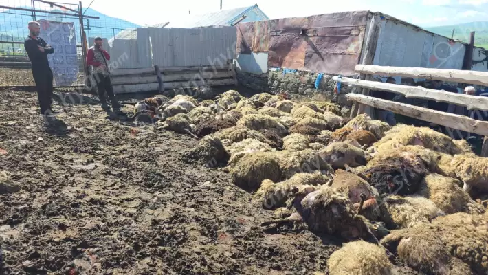 Արտակարգ դեպք՝ Գեղարքունիքի մարզում. Ծաղկունքում գայլերի հարձակման հետևանքով 300-ից ավելի ոչխարներ ու գառներ են սատկել. գյուղը շոկի մեջ է՝ հույսով, որ մարզպետը և էկոնոմիկայի նախարարը այս աղետի մեջ իրենց միայնակ չեն թողնի. ՖՈՏՈՌԵՊՈՐՏԱԺ, ՏԵՍԱՆՅՈւԹ