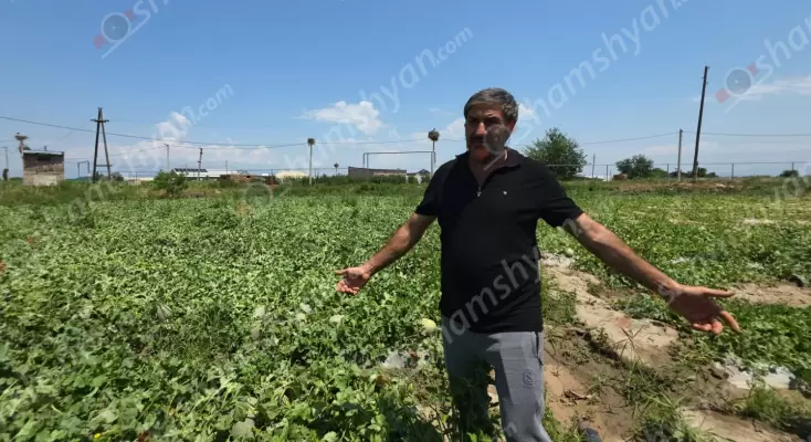 Ուժեղ քամին ու հորդառատ անձրևը իրենց սև գործն են արել նաև Երասխահուն բնակավայրում․ գյուղացու քրտինքով աճեցված բերքը հողին է հավասարեցվել․ ՖՈՏՈՌԵՊՈՐՏԱԺ, ՏԵՍԱՆՅՈՒԹԵՐ