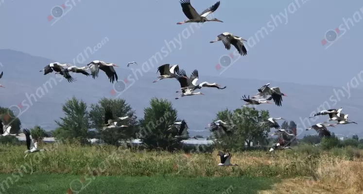 Որոշ անփույթ քաղաքացիների մեղքով, Արմավիրի մարզում խոտածածկ տարածքում առաջացած հրդեհի ճիրաններից հարյուրավոր արագիլներ հրաշքով փրկվեցին. ՖՈՏՈՌԵՊՈՐՏԱԺ, ՏԵՍԱՆՅՈՒԹ